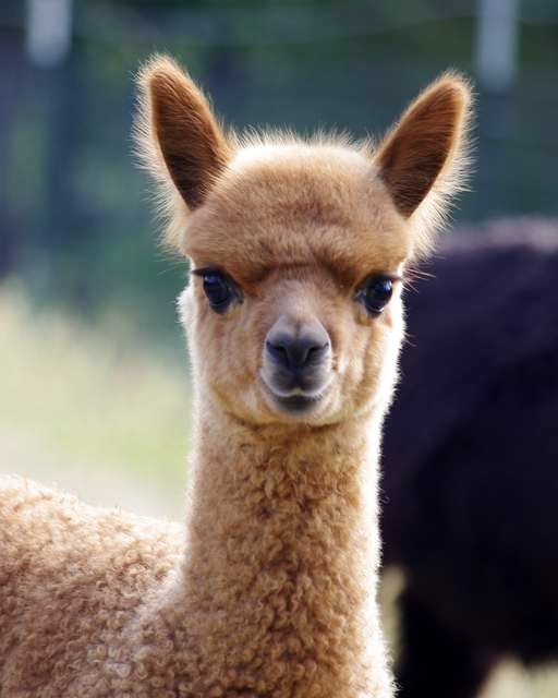 Charmyl's cria