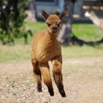 Cria Coming