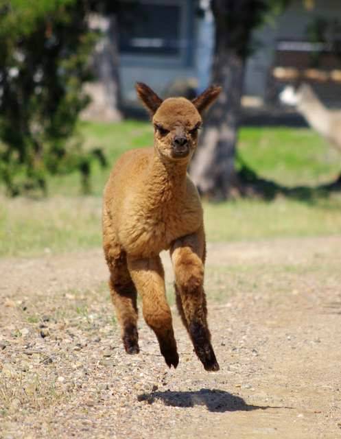 Cria Coming