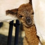 Cute cria face