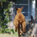 Cria going