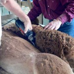 shearing alpaca blanket