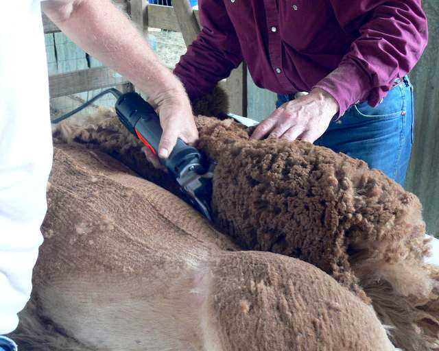 shearing alpaca blanket