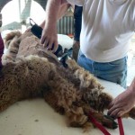 shearing front leg