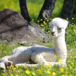 Wendie's cria