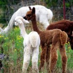 Alpaca cria tails not shorn