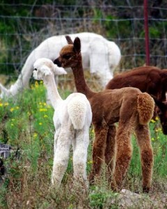 Alpaca cria tails not shorn