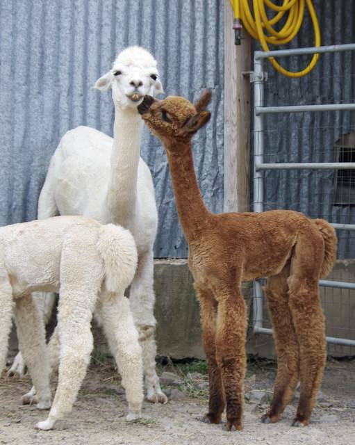 Sweet gentle alpacas