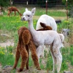 Playing after shearing