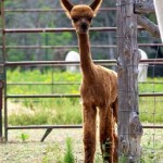 Shorn cria