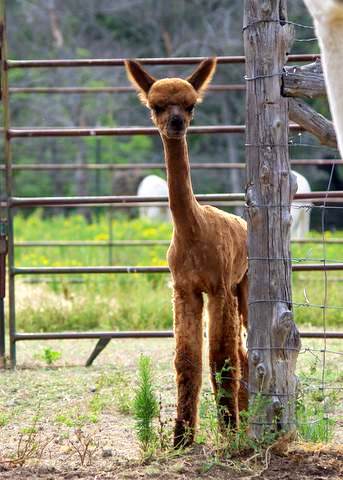 Shorn cria