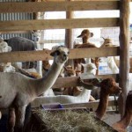 Alpaca barn packed