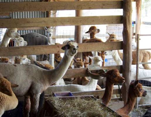 Alpaca barn packed