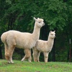 Vegas and her cria