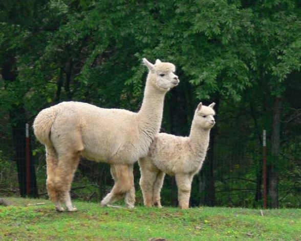 Vegas and her cria