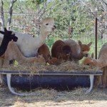 Alpaca herd mom