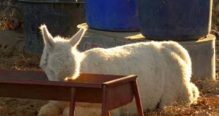 tired alpaca eating