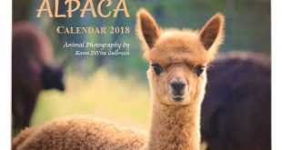 Alpaca Calendar 2018
