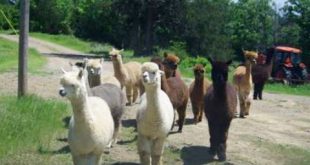 Alpacas out my window