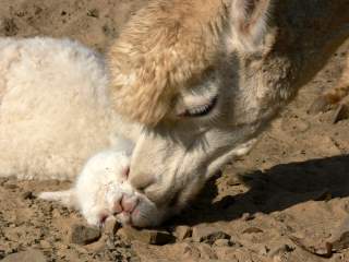 Alencon female cria