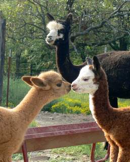 Autumn and two babies