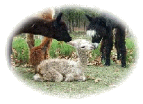 alpaca cria, baby