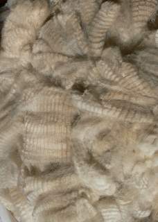 Celeste's fleece