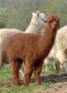 female alpaca Lady Jackie