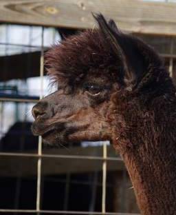 female alpaca La Rondine