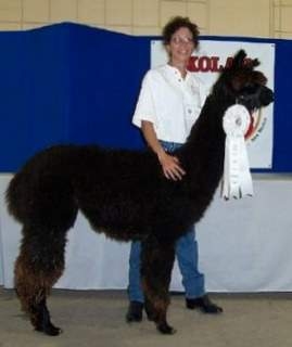Onyx at show