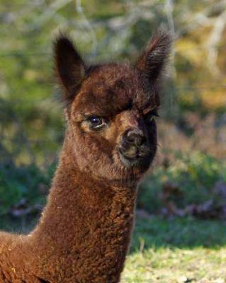 female alpaca Caila