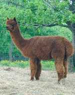 Female alpaca, Sienna