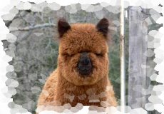 brown alpaca, Calendar Girl