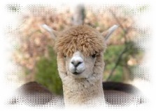 alpaca Sleigh Belle