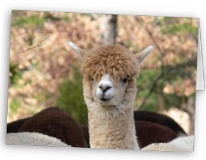 alpaca gift card