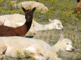 alpacas