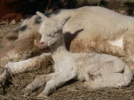 alpaca cria