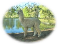 alpaca breeder