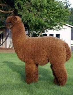 alpaca herdsire, Classic Peruvian Magic