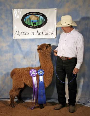 Champion alpaca herdsire, Peruvian Magic