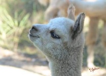 alpaca cria