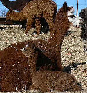 mom and baby resting