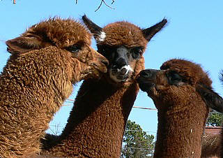 Cria kisses pic