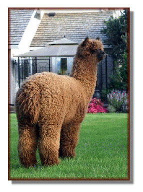 Peruvian Magic alpaca herdsire