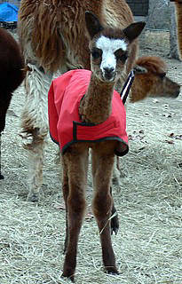 Ruby in cria coat