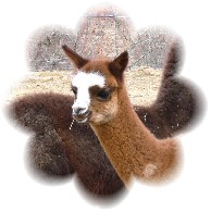 alpaca