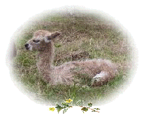 Newborn alpaca cria