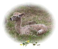 alpaca cria