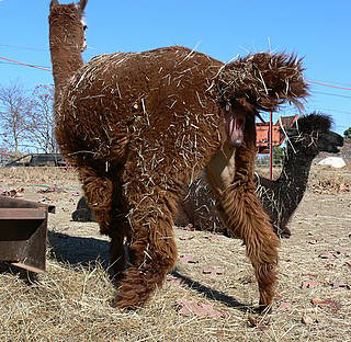 alpaca labor starts