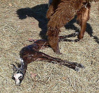 newborn cria